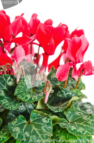 Image of Detail of red and white cyclamen isolated on white background