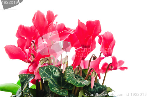 Image of Detail of red and white cyclamen isolated on white background