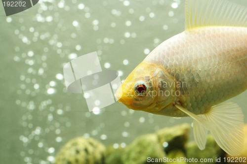 Image of Goldfish