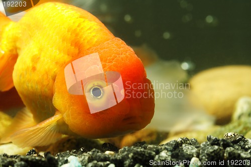 Image of Lion head goldfish