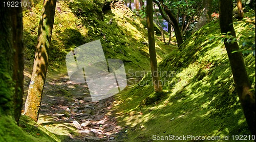 Image of Forest in Japan