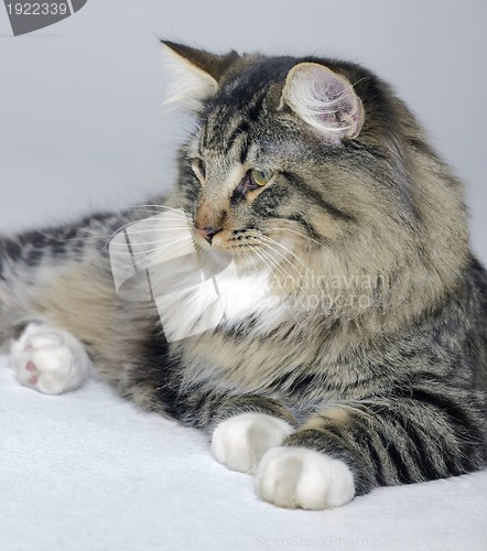 Image of Norwegian Forest cat