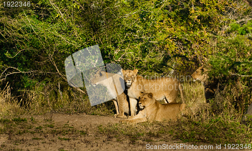 Image of Group of three lions