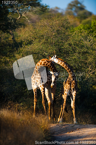 Image of Giraffes