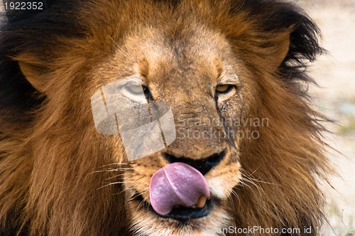 Image of Lion licking lips