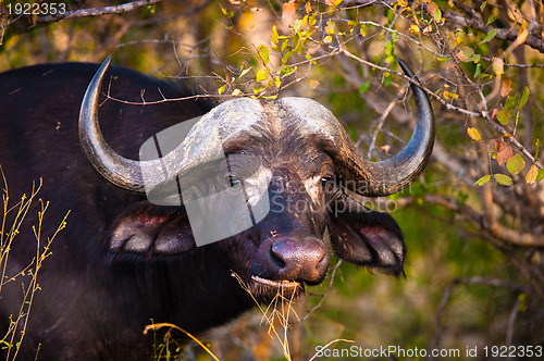 Image of African buffalo