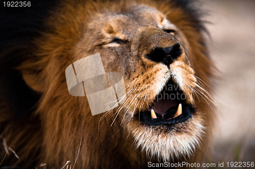 Image of Lion barking