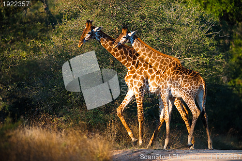 Image of Giraffes