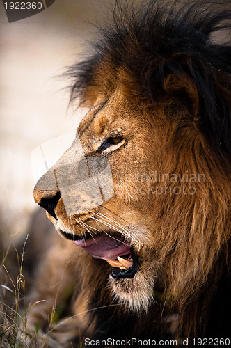 Image of Yawning lion