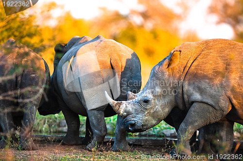 Image of Rhinos at a watering hole