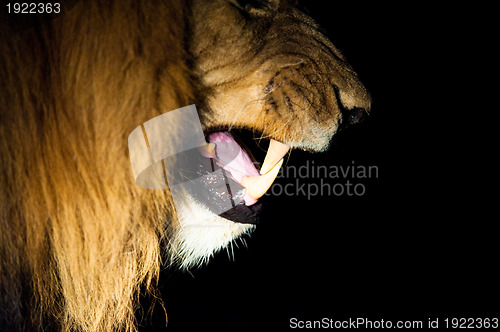 Image of Lions at night