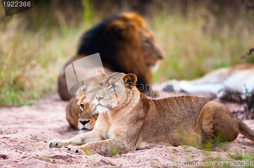 Image of Lions resting