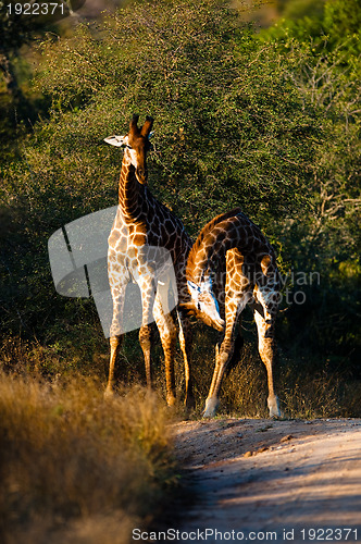 Image of Giraffes