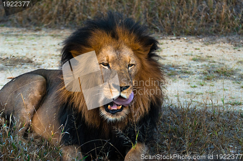 Image of Lion licking lips