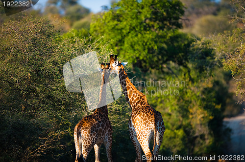 Image of Giraffes