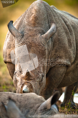 Image of Rhino head-on