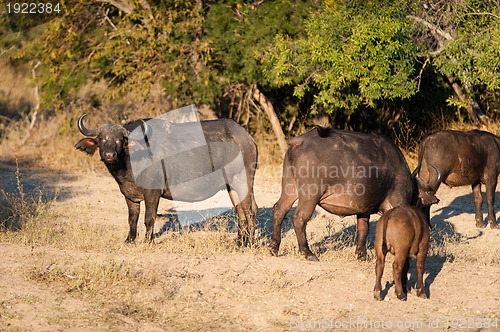 Image of African buffalo