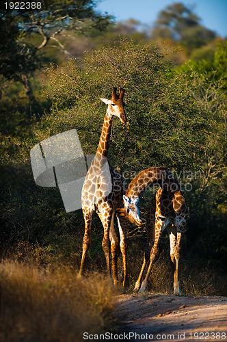 Image of Giraffes