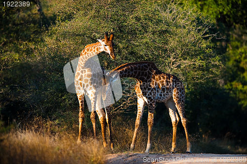 Image of Giraffes