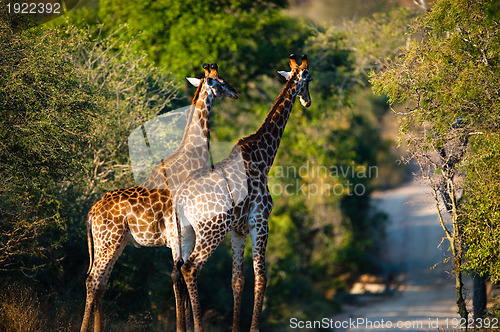 Image of Giraffes