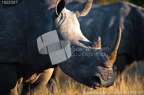 Image of Grazing rhino