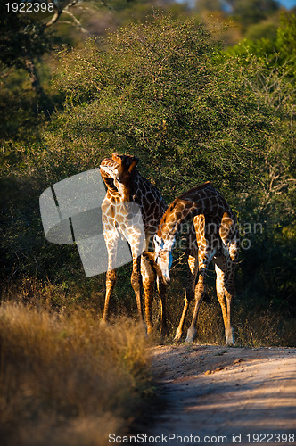 Image of Giraffes