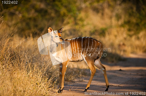 Image of Nyala