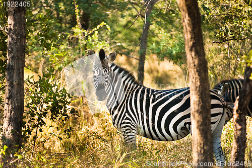 Image of Plains zebra (Equus quagga) profile view