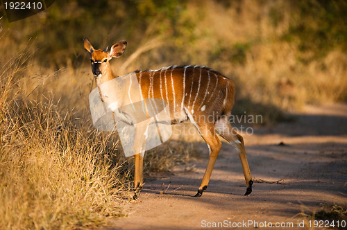 Image of Nyala