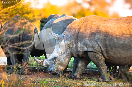 Image of Rhinos at a watering hole