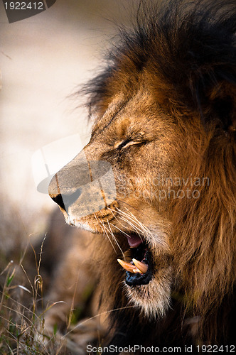 Image of Yawning lion