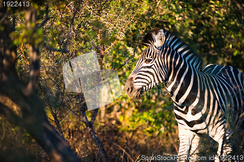 Image of Plains zebra (Equus quagga) profile view