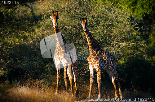 Image of Giraffes