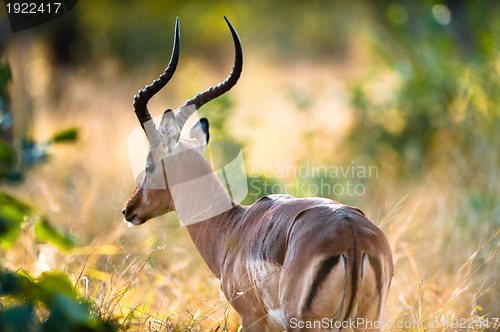 Image of Impala rear