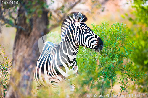 Image of Plains zebra (Equus quagga) profile view
