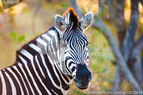 Image of Plains zebra (Equus quagga) profile view