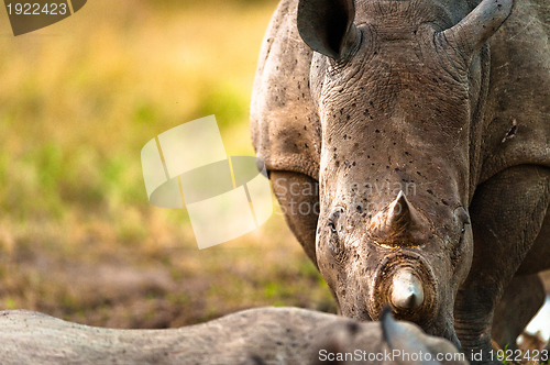 Image of Rhino head-on