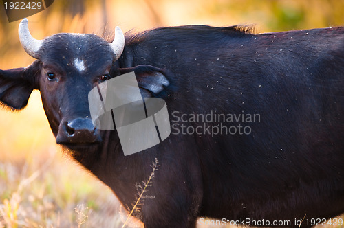 Image of African buffalo