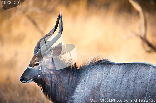 Image of Nyala