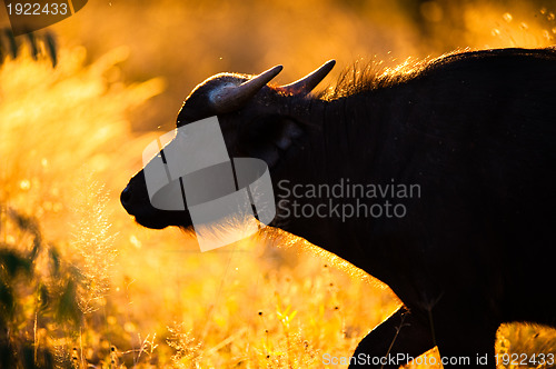 Image of African buffalo