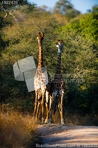 Image of Giraffes