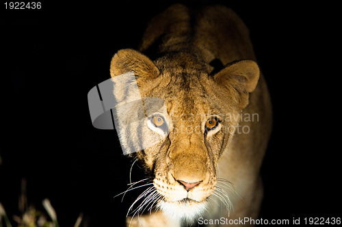 Image of Lions at night