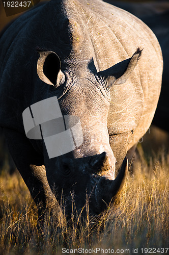 Image of Grazing rhino