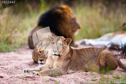 Image of Lions resting