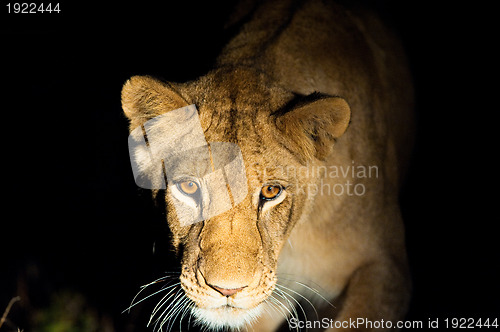 Image of Lions at night