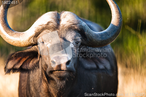 Image of African buffalo