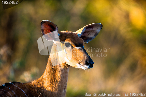 Image of Nyala