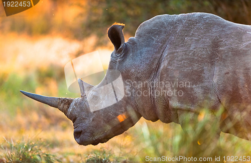 Image of Rhinoceros in late afternoon