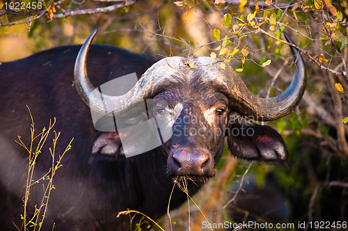 Image of African buffalo