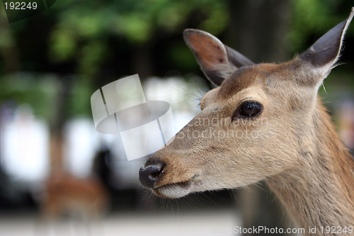 Image of The deer